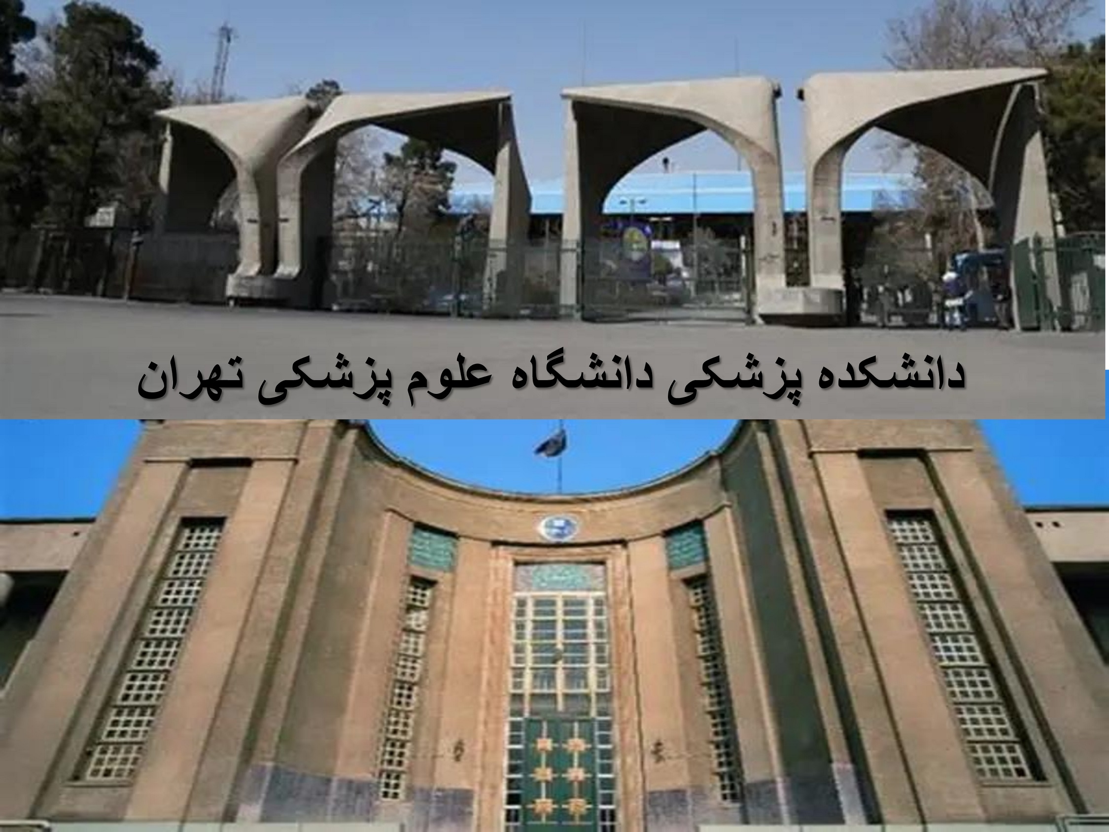دانشگاه تهران